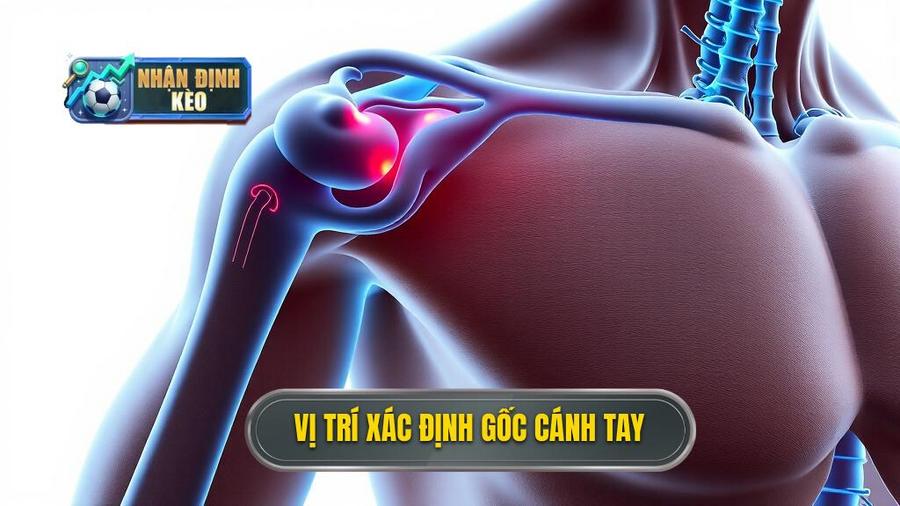3. Vị trí xác định gốc cánh tay